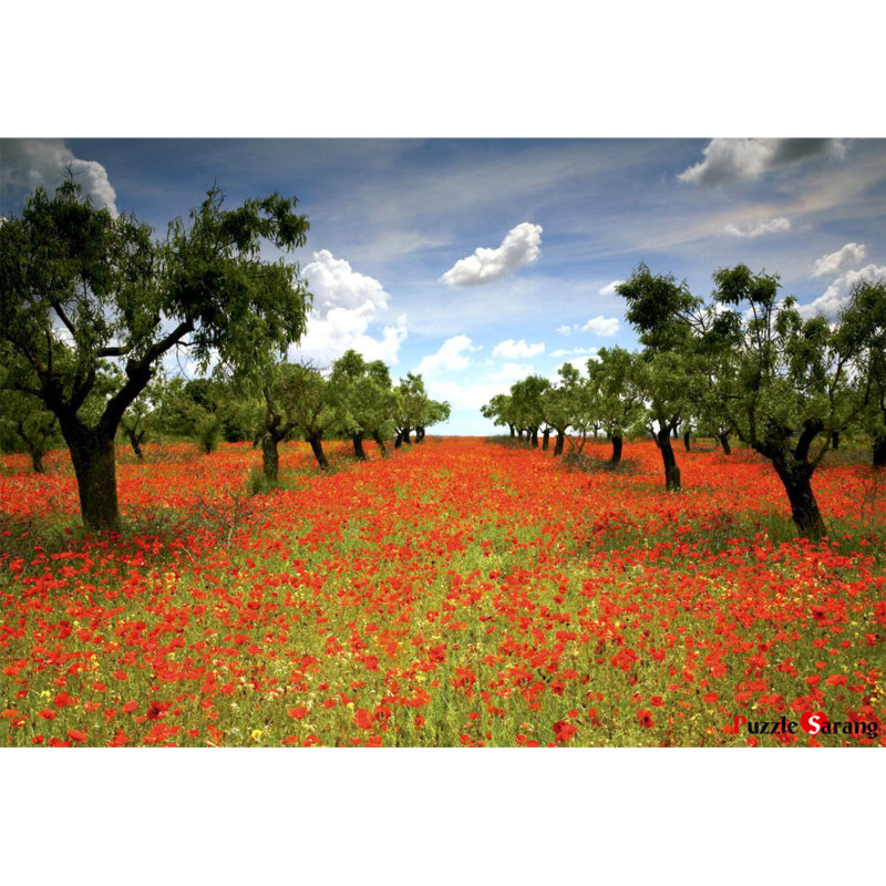 양귀비 - 붉은 유혹의 꽃밭